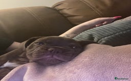 French Bulldog dogs for sale: French Bull Dog - Image 3