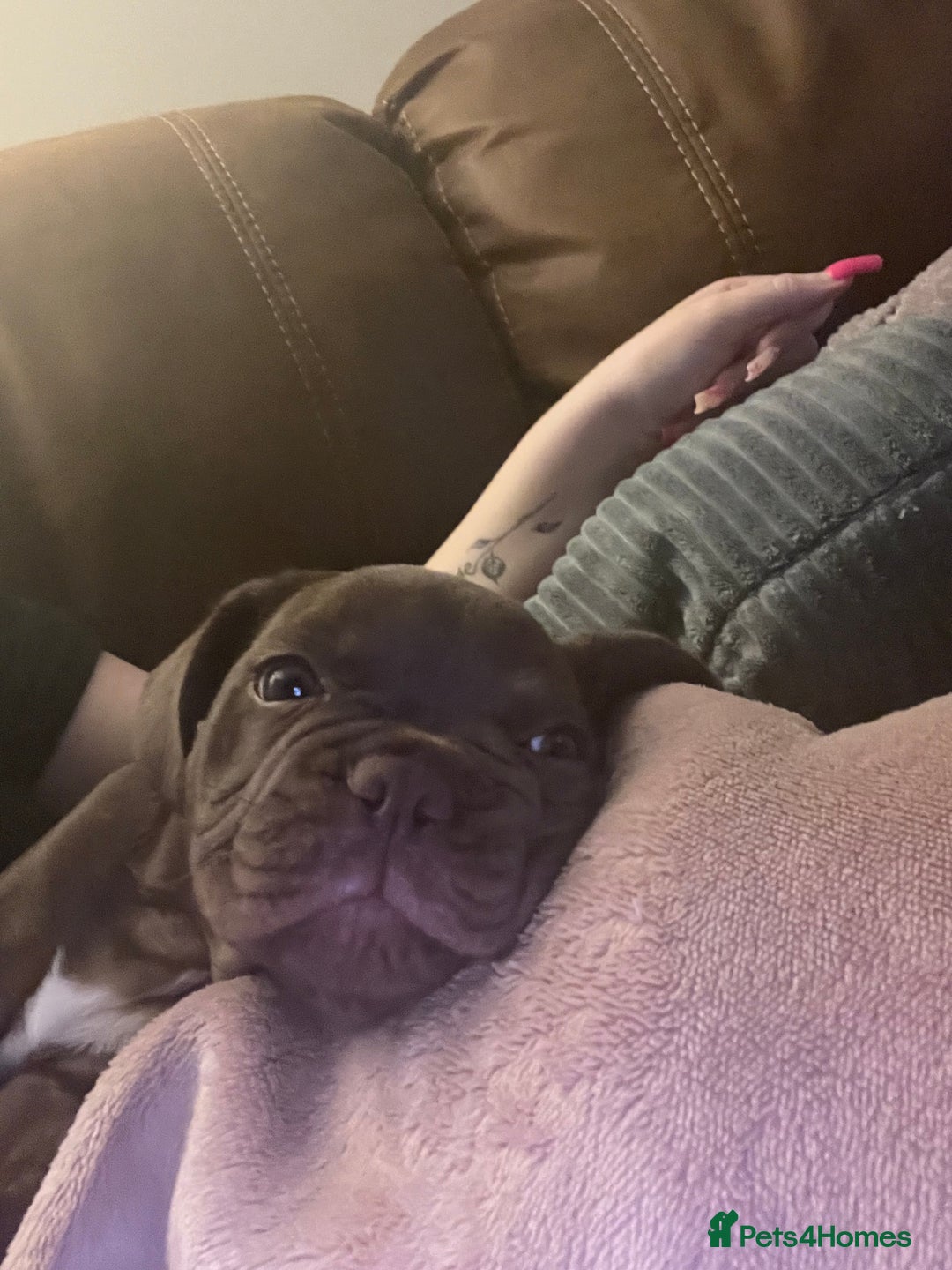 French Bulldog dogs for sale: French Bull Dog - Image 3