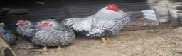Hens poultry for sale: Hatching eggs  Silver Laced Wyandotte Bantams - Advert 5