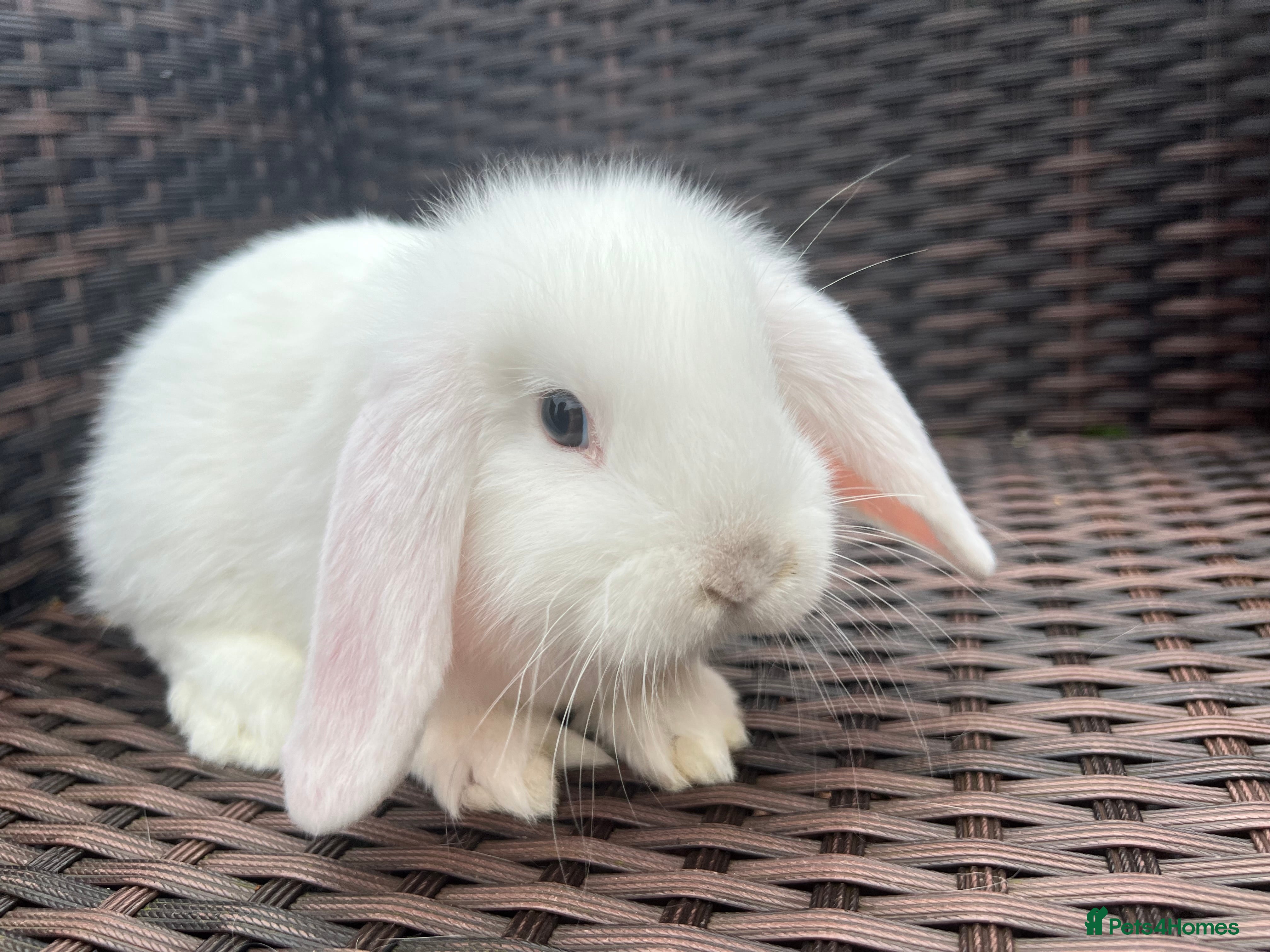 Mini Lop rabbits Beautiful Baby Mini Lops Ready Now - Advert 2