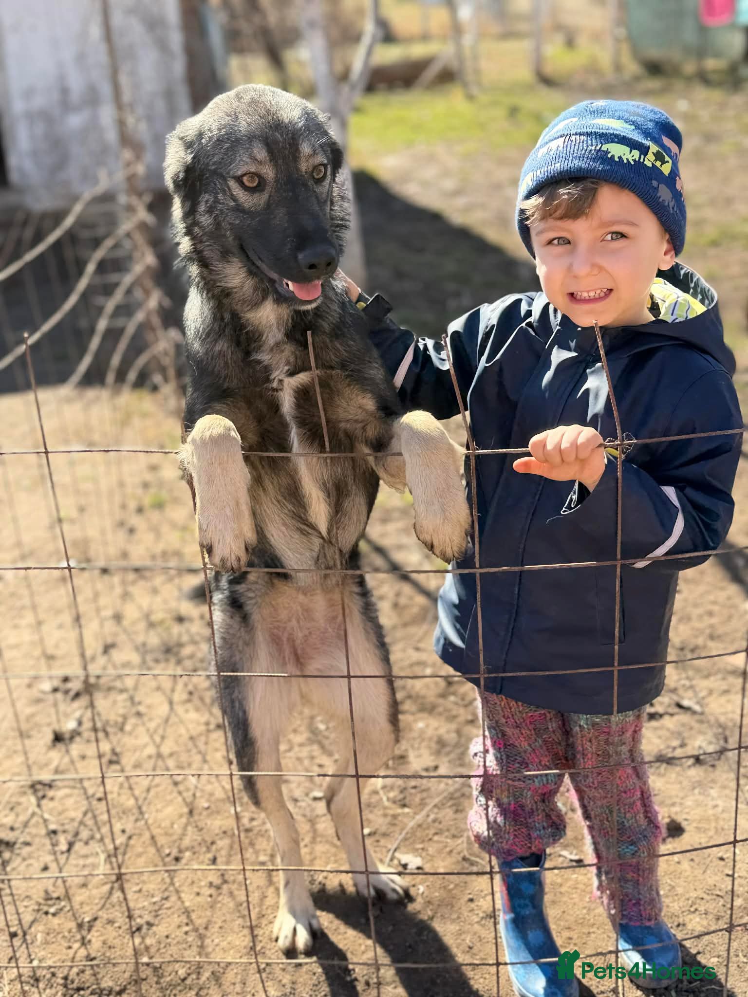Mixed Breed dogs 🐾🖤MIA – A Quietly Brave Girl With Golden Eyes 🐾 - Advert 1