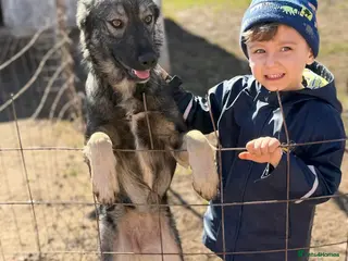 Mixed Breed dogs 🐾🖤MIA – A Quietly Brave Girl With Golden Eyes 🐾 - Advert 1