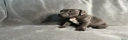 Staffordshire Bull Terrier dogs for sale: Billionaire bills pups  - Advert 17