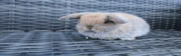 Mini Lop rabbits for sale: Beautiful mini lop bunnies  - Advert 2