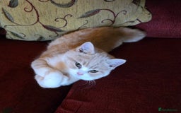 British Shorthair cats for sale: British Shorthairs Stunning Litter - Image 11