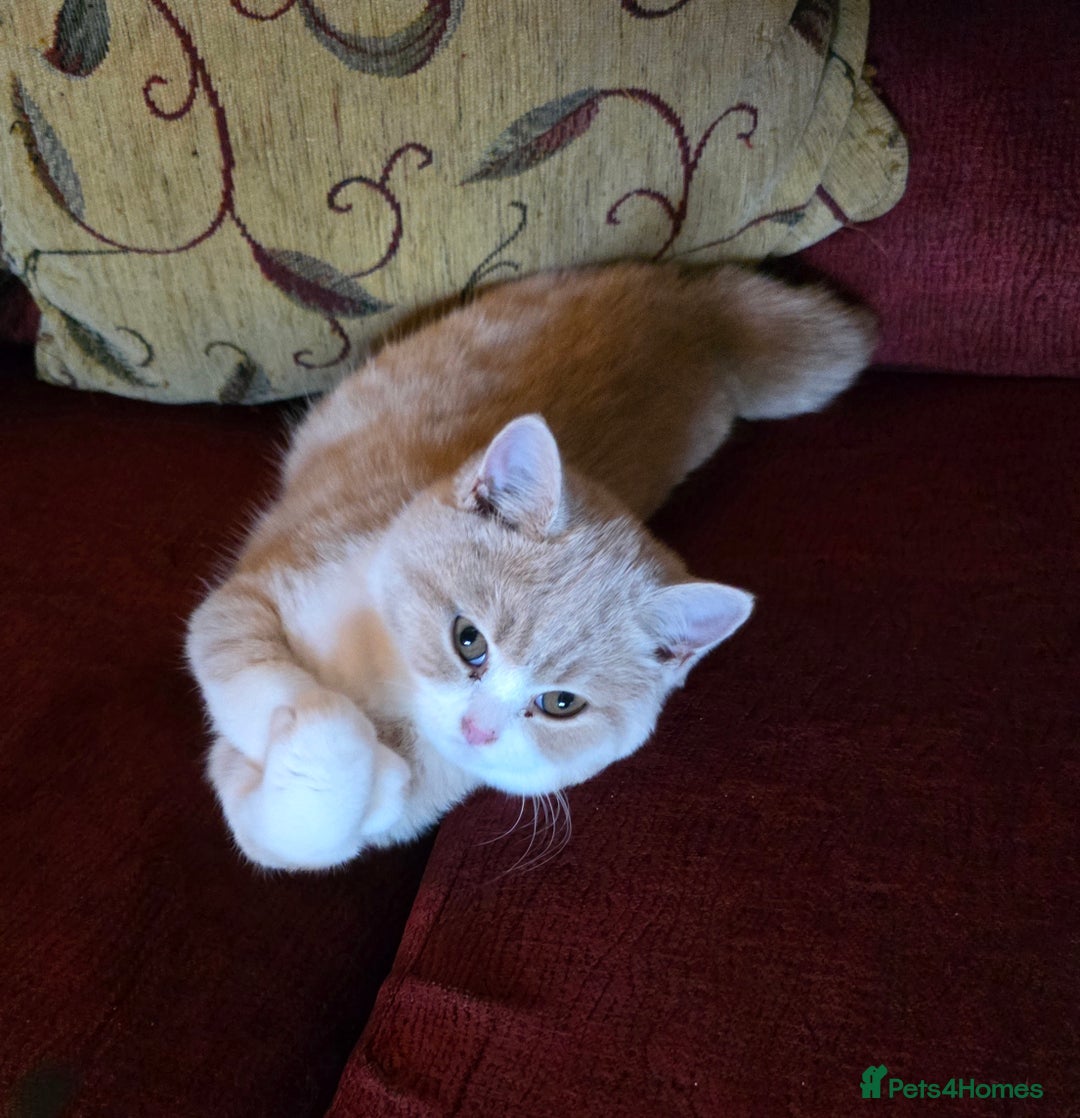 British Shorthair cats for sale: British Shorthairs Stunning Litter - Image 11