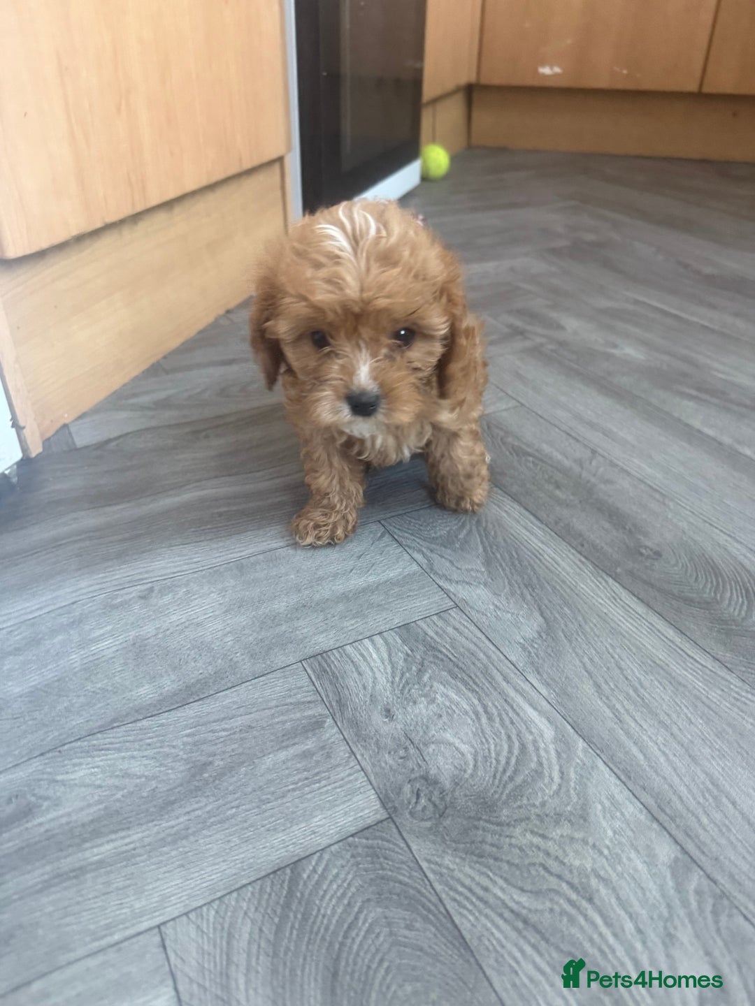 Cavapoo dogs for sale: 5 beautiful F1 cavapoo puppies - Image 2