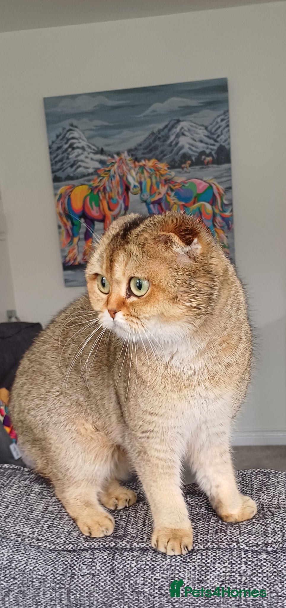 Scottish Fold cats TICA Registered Scottish Fold  - Advert 3