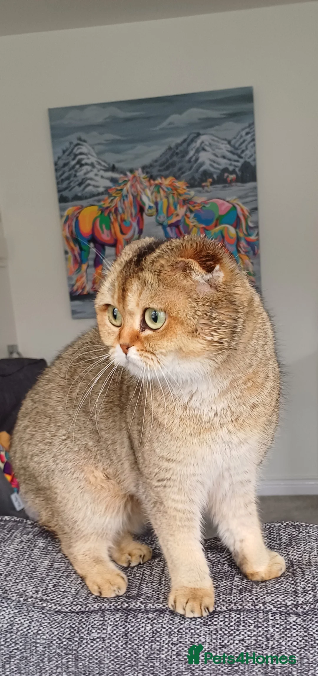 Scottish Fold cats for sale: TICA Registered Scottish Fold  - Advert 1