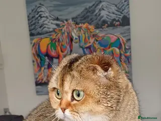 Scottish Fold cats TICA Registered Scottish Fold - Advert 9
