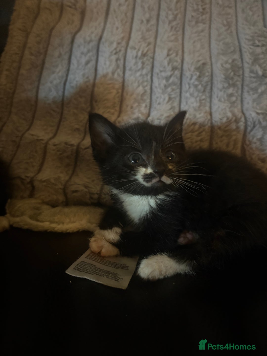 Mixed Breed cats for sale:  Beautiful little kittens needing new homes  - Advert 9