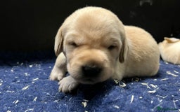 Labrador Retriever dogs for sale: Superb yellow boys and girls - Image 5
