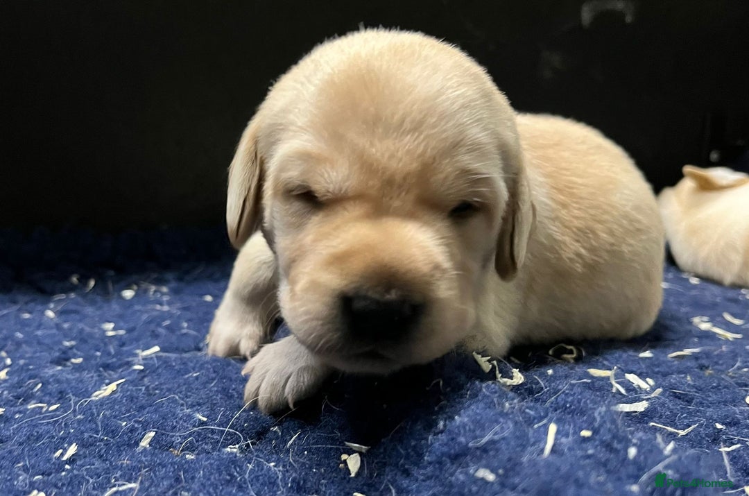 Labrador Retriever dogs for sale: Superb yellow boys and girls - Image 5