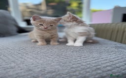 Maine Coon cats for sale: Mainecoon cross kittens  in Ferndown - Image 15