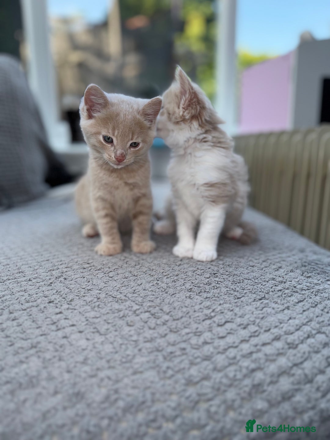 Maine Coon cats for sale: Mainecoon cross kittens  in Ferndown - Image 15