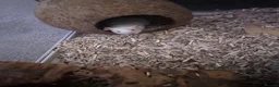 Mouse rodents for sale: selling 5 mice and bucatstate cage in Leeds - Advert 3