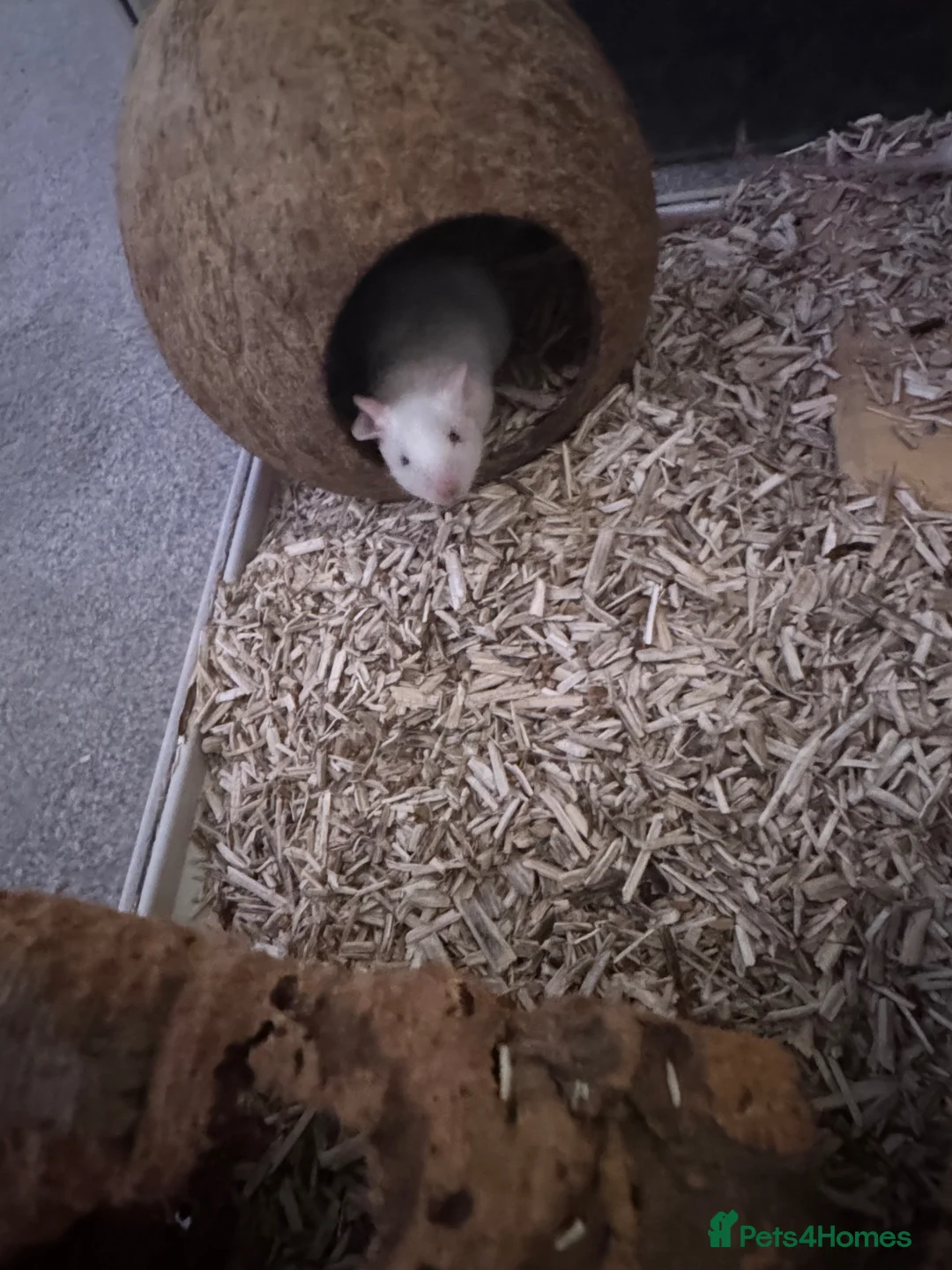 Mouse rodents for sale: selling 5 mice and bucatstate cage in Leeds - Advert 3