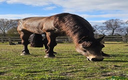 Andalusian horses for sale: Full or Part Loan - Advert 18