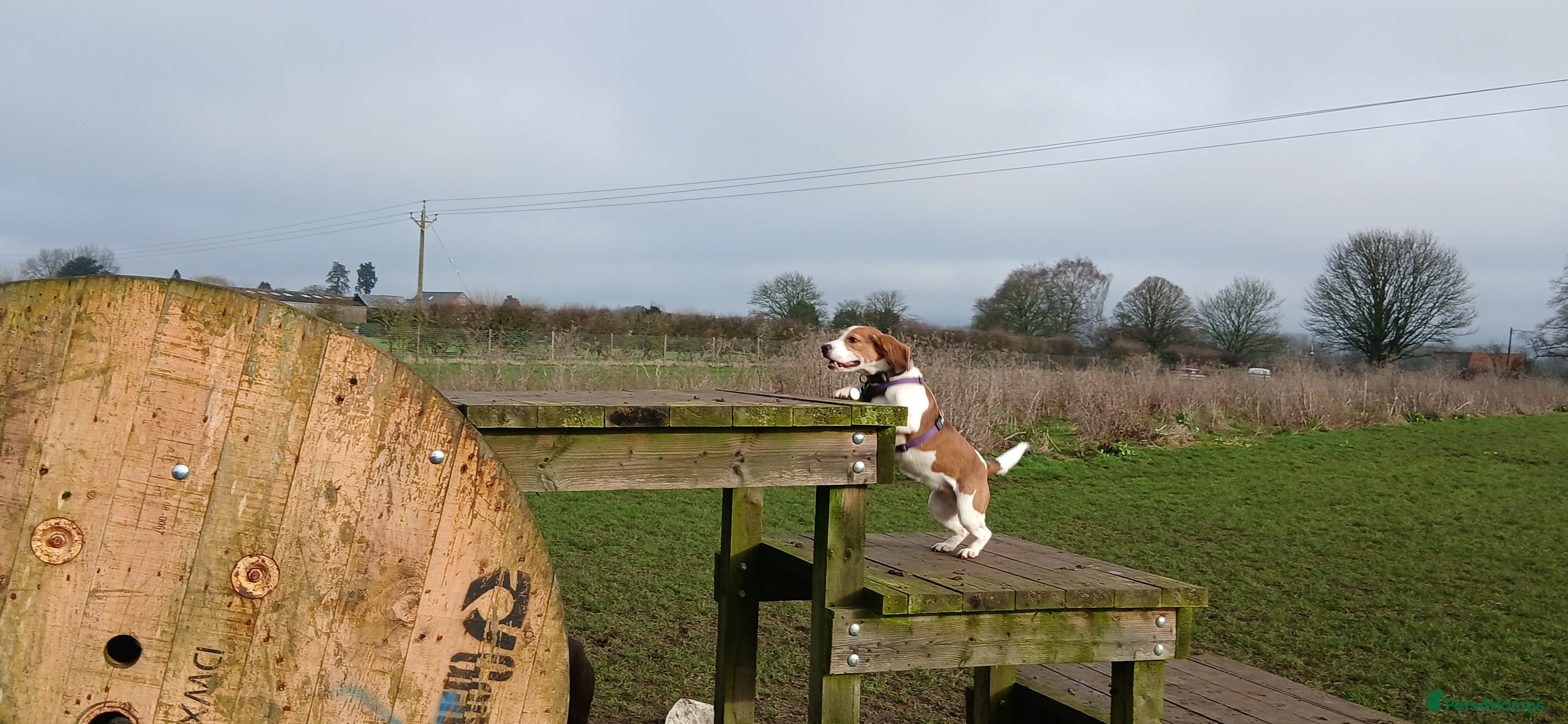 Beagle dogs Beagle - Advert 18