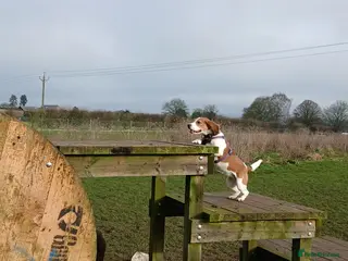 Beagle dogs Beagle - Advert 14