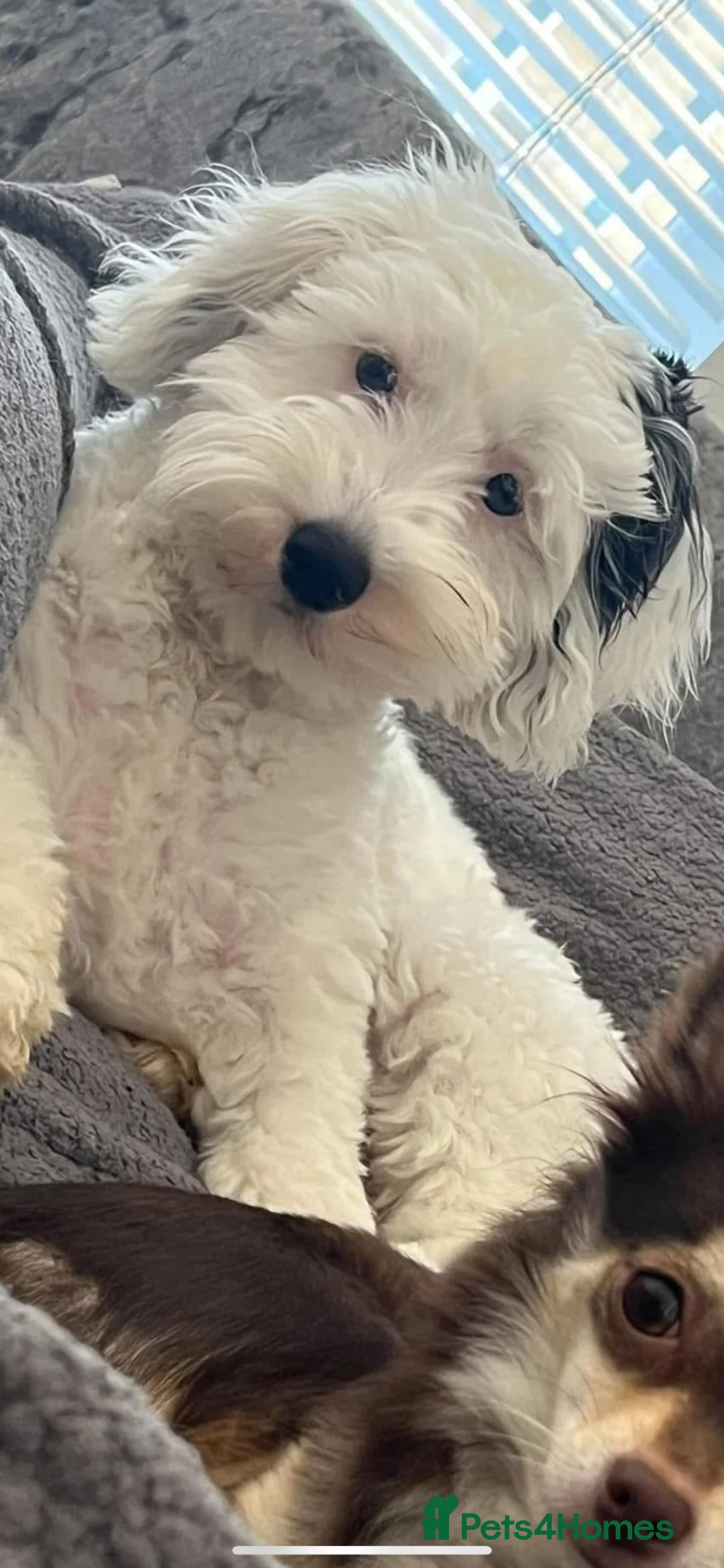 Mixed Breed dogs for sale: Cockapoo x Lhasapoo Mix Puppies in Musselburgh - Advert 9