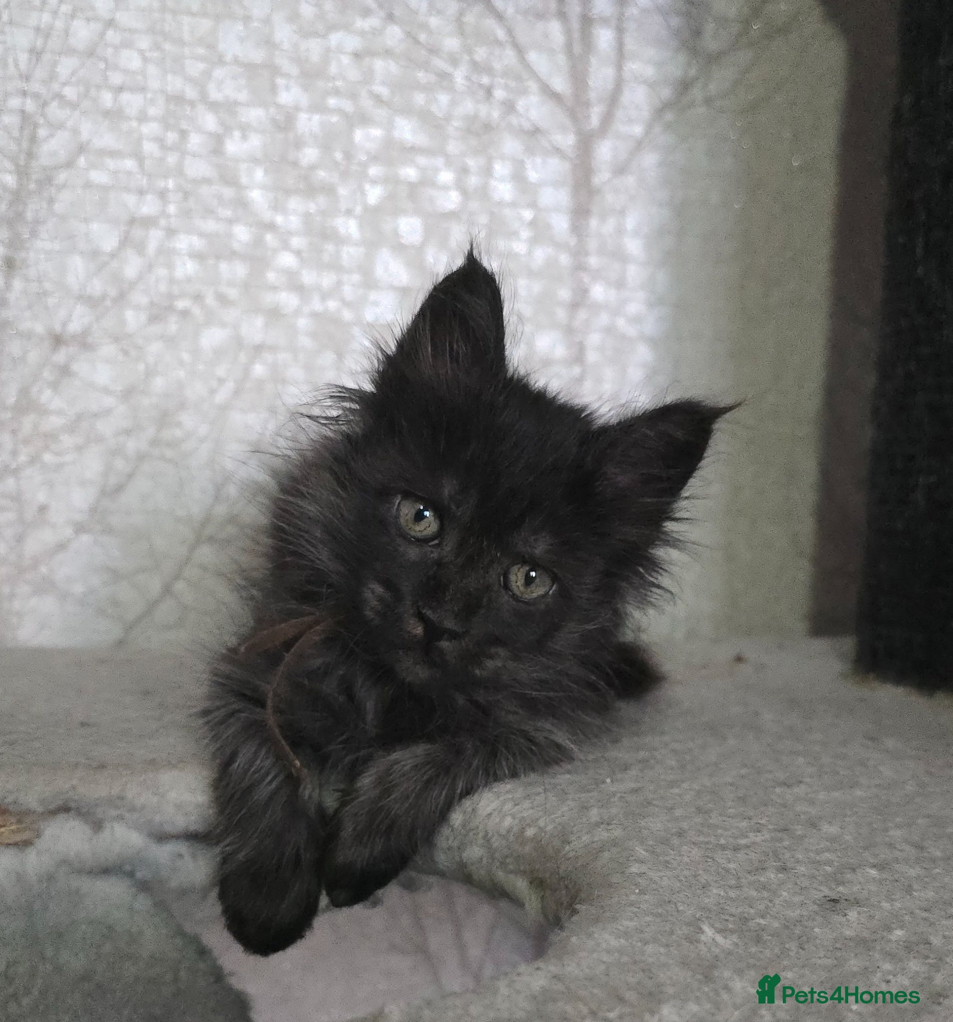 Maine Coon cats Sweetest Hand Reared Black Smoke Maine Coon Kitten - Advert 4