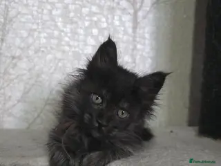 Maine Coon cats Sweetest Hand Reared Black Smoke Maine Coon Kitten - Advert 4