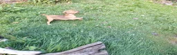 Mixed Breed dogs for sale: Cockerdale puppies looking for they new homes - Advert 7