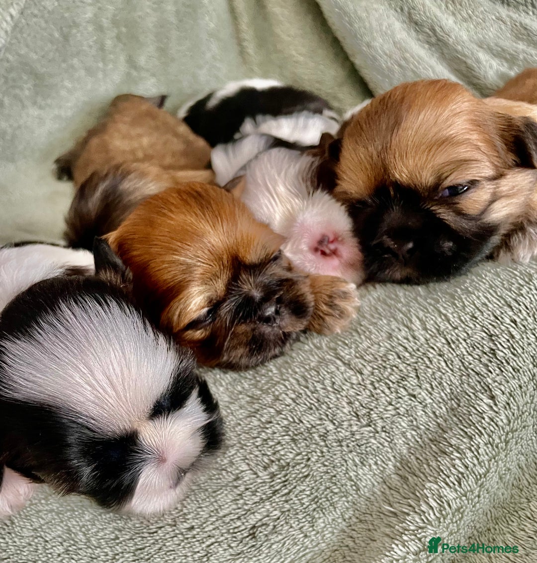 Shih Tzu dogs for sale: Adorable Imperial Shih Tzu Puppies - Image 31