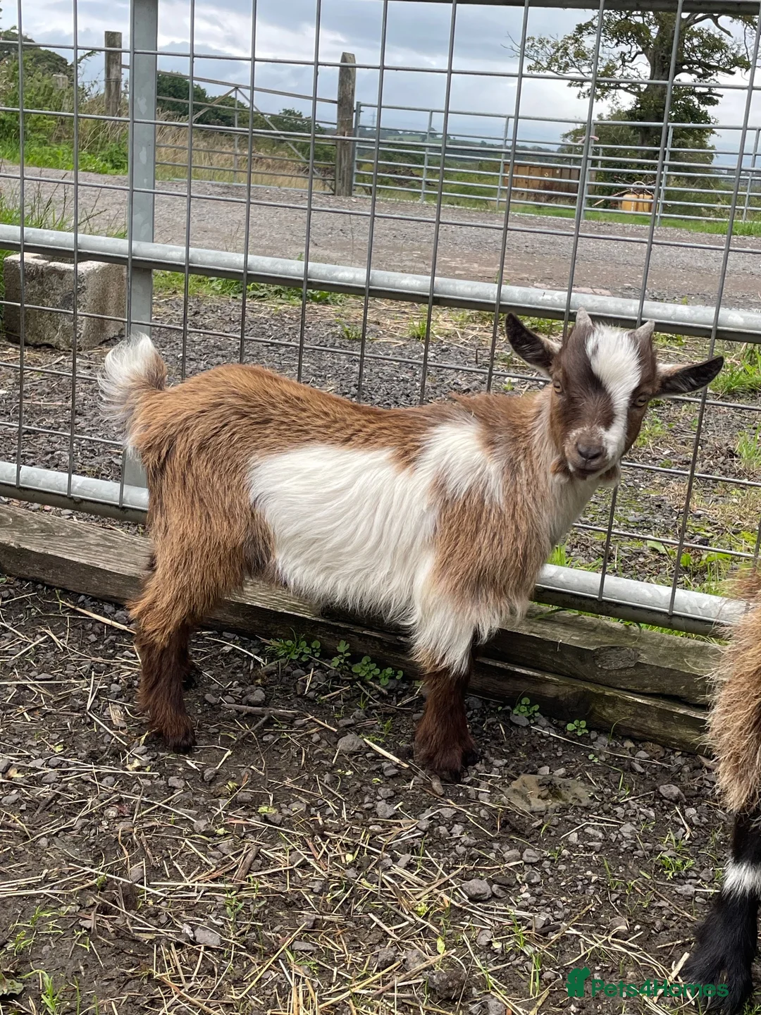 Goats livestock for sale: Pygmy goats for sale in Stoke-on-Trent - Advert 1