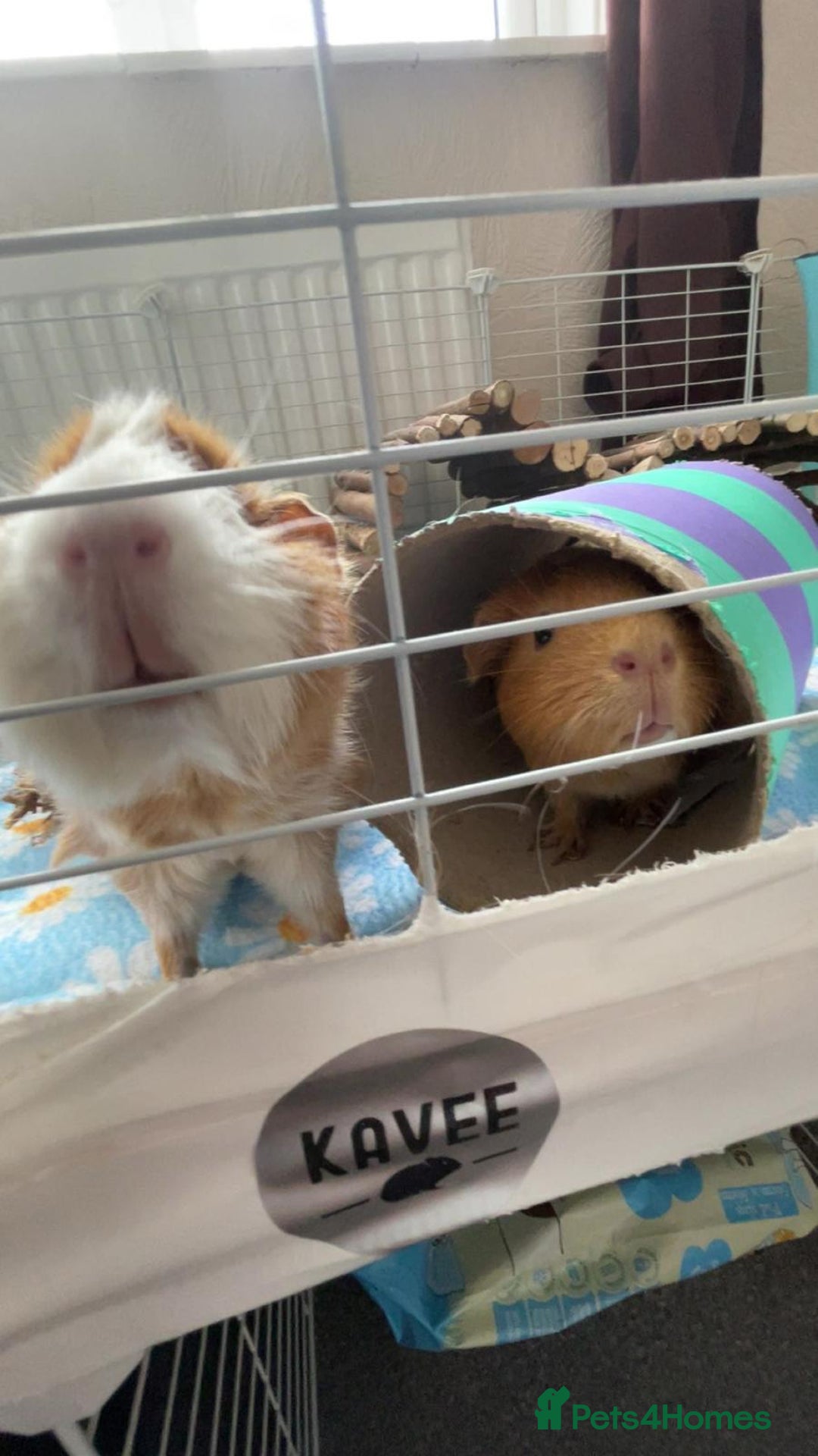 Guinea Pig rodents for sale: 2 guinea pigs looking for a new home! - Advert 1