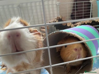 Guinea Pig rodents 2 guinea pigs looking for a new home! - Advert 1