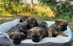 Border Terrier dogs for sale: KC Border Terrier  - Image 13