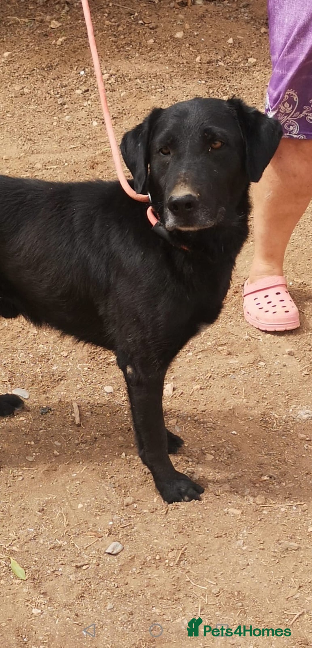Mixed Breed dogs for adoption: ❤️ Mr Happy Looking For A Home in Hengoed - Image 4