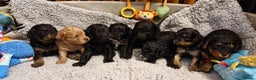 Cavapoo dogs for sale: Gorgeous F1b Cavapoo puppys Health tested parents  - Advert 12