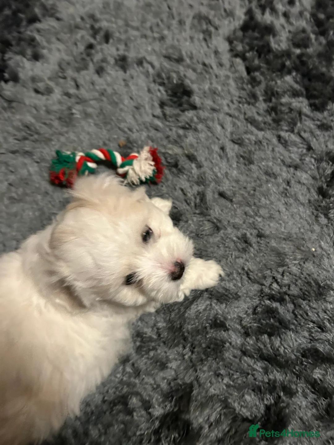 Coton De Tulear dogs for sale: Coton de Tulear puppy  - Advert 4