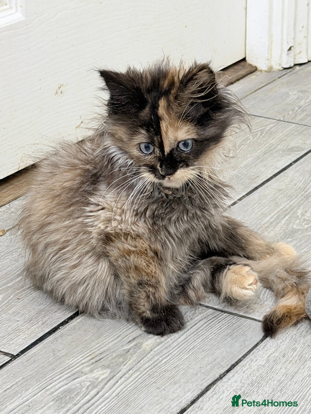 Maine Coon cats for sale: Maine coon kittens  - Advert 6