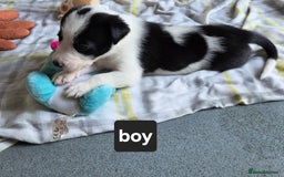 Borador dogs for sale: Borador Pups ready 5th October  - Image 5