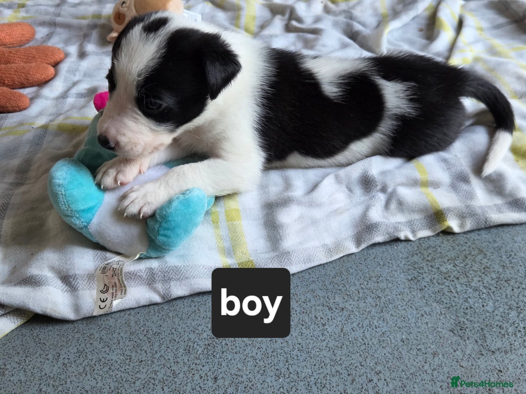 Borador dogs for sale: Borador Pups ready 5th October  - Image 5