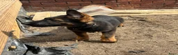 German Shepherd dogs for sale: Working Line GSD × Belgian Puppies – Ready Now - Advert 14