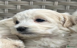 Maltipoo dogs for sale: Champagne and white, extensively health tested - Image 8