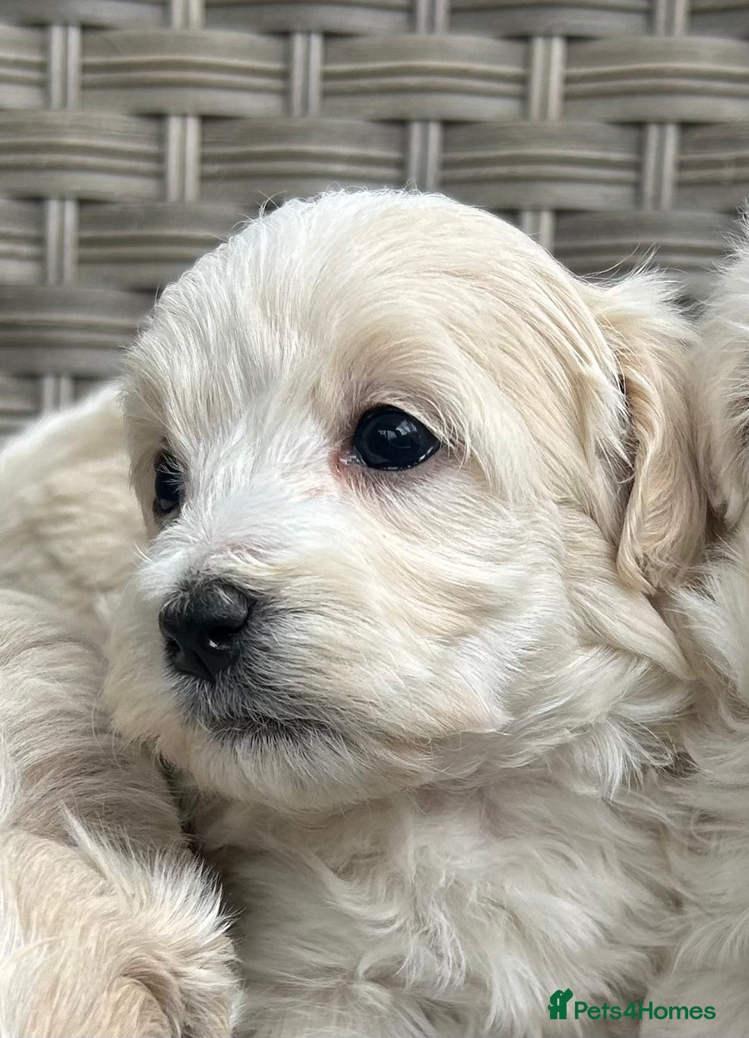 Maltipoo dogs for sale: Champagne and white, extensively health tested - Image 8