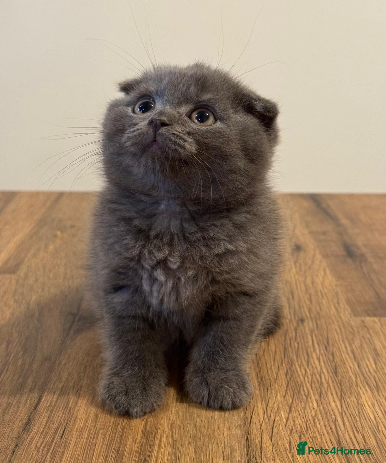 Scottish Fold cats Scottish Fold - Advert 11