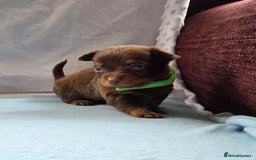 Mixed Breed dogs for sale: Beautiful Jack Russell x Chihuahua Puppies  - Image 21