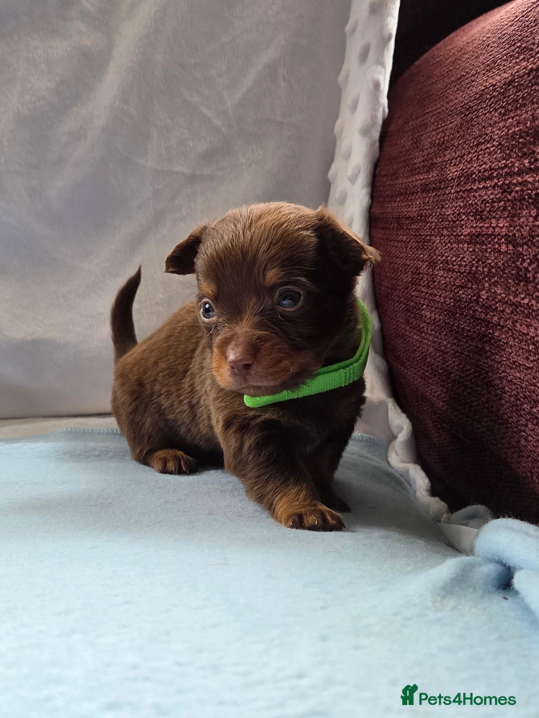 Mixed Breed dogs for sale: Beautiful Jack Russell x Chihuahua Puppies  - Image 21
