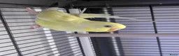 Budgerigars birds for sale: Three 8 month old budgies in Shipley - Advert 5