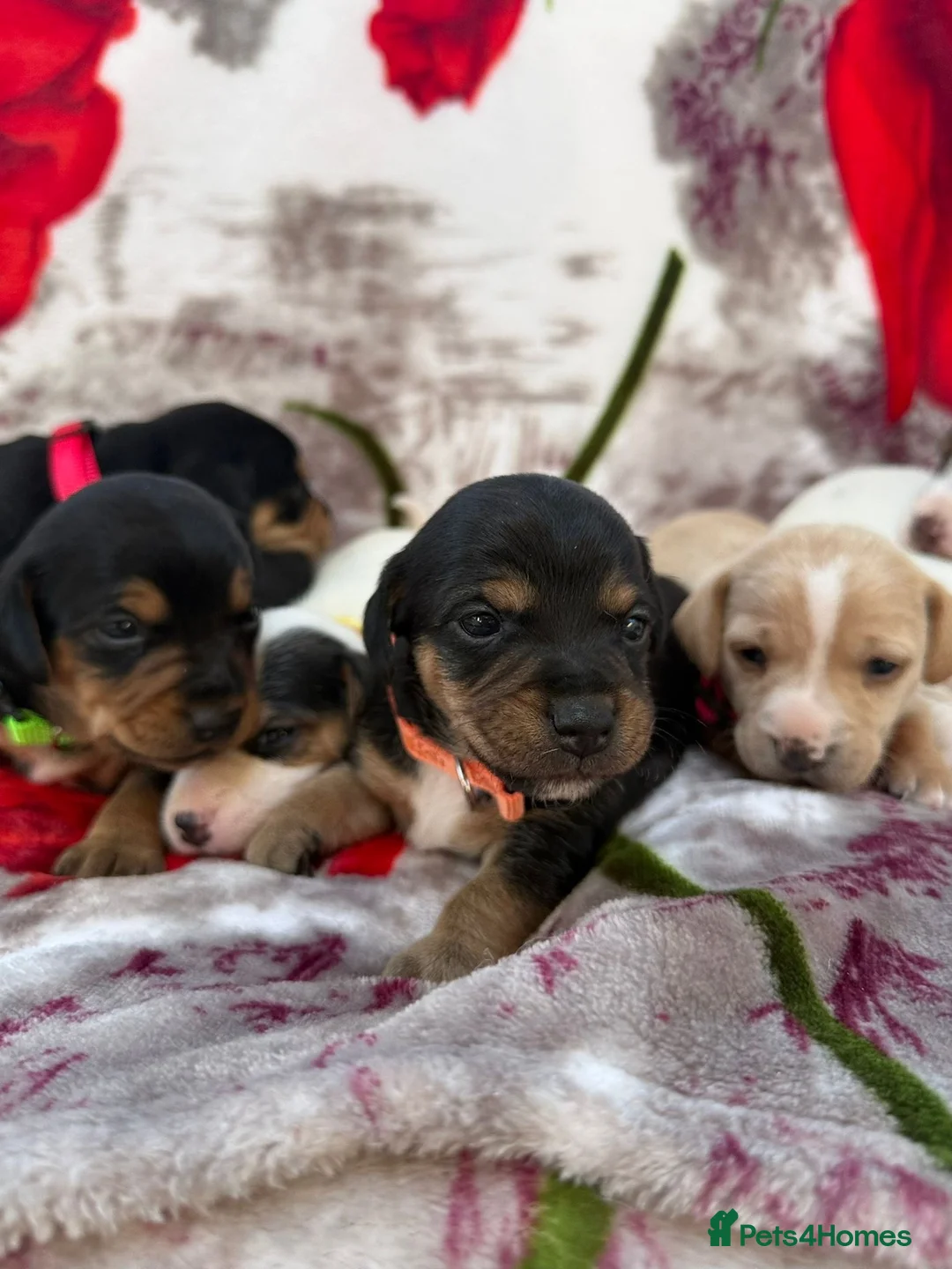 Mixed Breed dogs for sale: I have 7 beautiful pups  in Havercroft - Advert 2