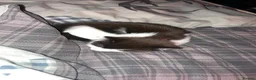 Mixed Breed cats for sale: Kitten  - Advert 4