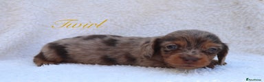 Miniature Dachshund Puppy 1