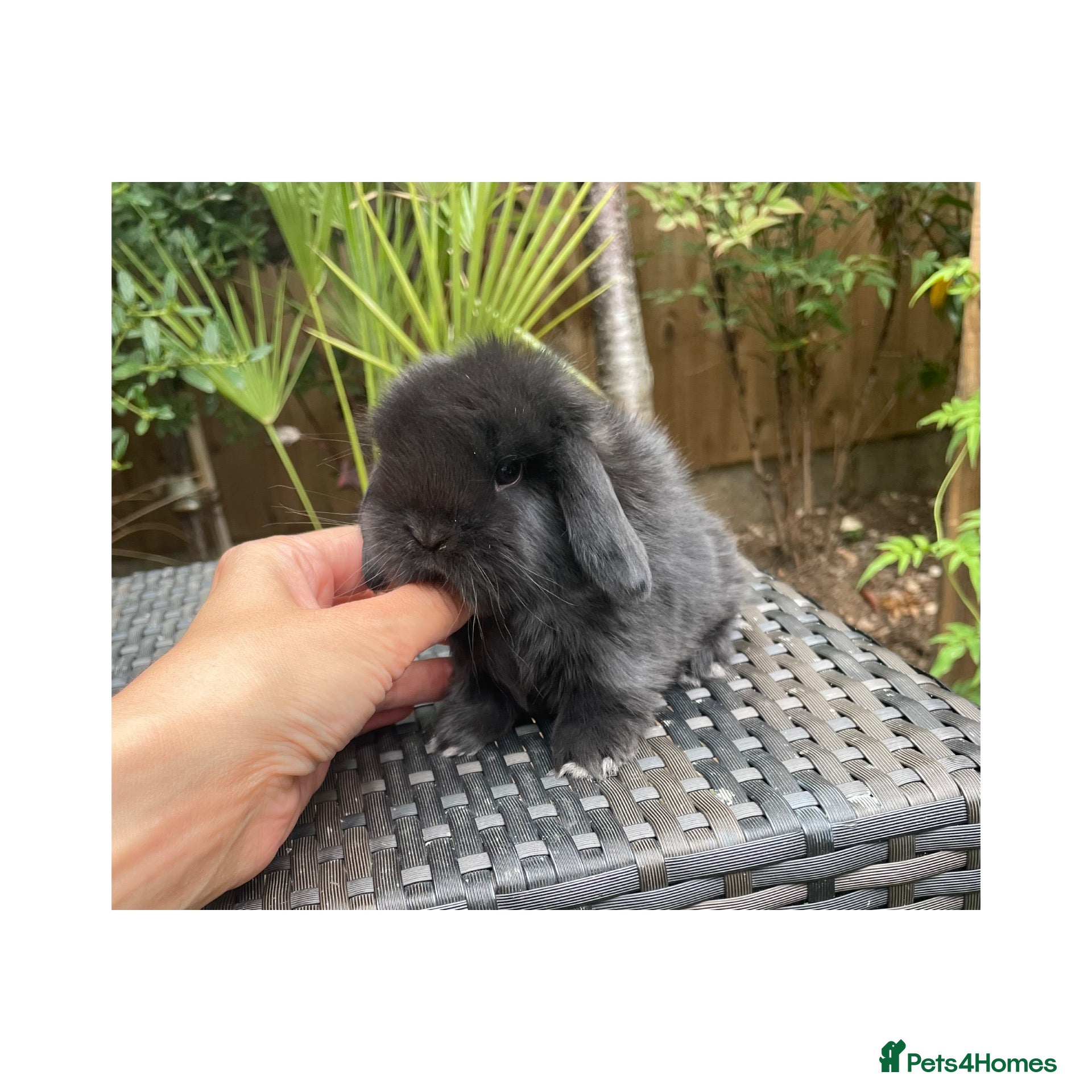 Mini Lop rabbits Beautiful mini lops  - Advert 1